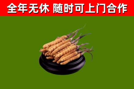 镇安回收冬虫夏草