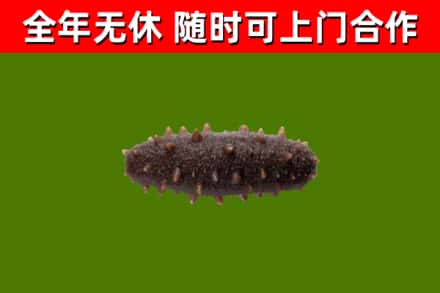 镇安回收海参干
